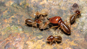 Kenali Ancaman Rayap di Musim Hujan: Edukasi Penting Agar Rumah Tetap Aman